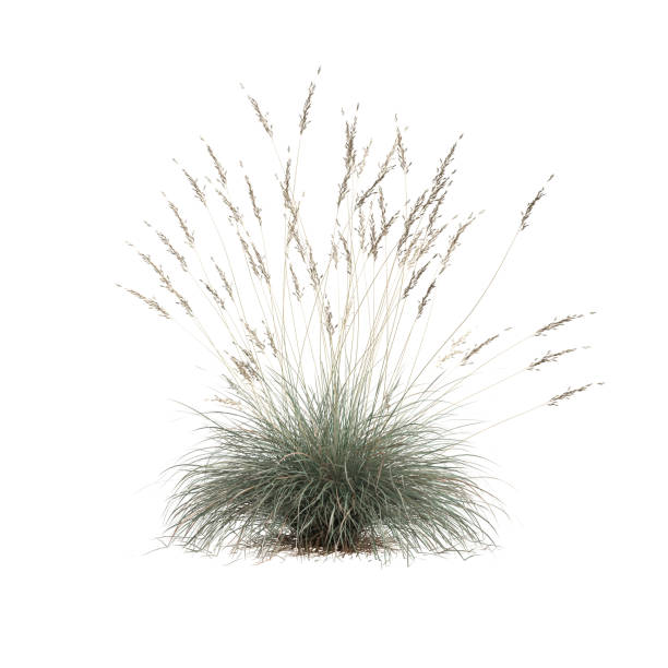 istock 3d illustration of helictotrichon sempervirens grass isolated on white background 1412456121