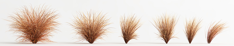 3d illustration of set carex buchananii grass isolated on white background