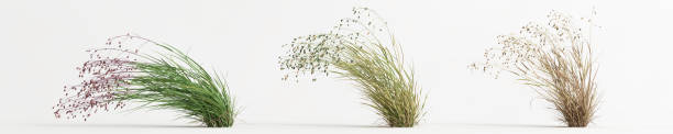 3d illustration of briza media grass isolated on white background 3d illustration of briza media grass isolated on white background ornamental grass stock pictures, royalty-free photos & images