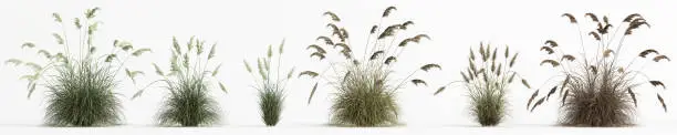 3d illustration of set cortaderia selloana grass isolated on white background