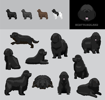 Dog Newfoundland Cartoon Vector Illustration Color Variation Set