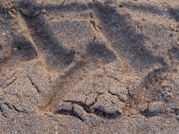 istock Car tread marks on the sand close-up-natural background. 1412458244