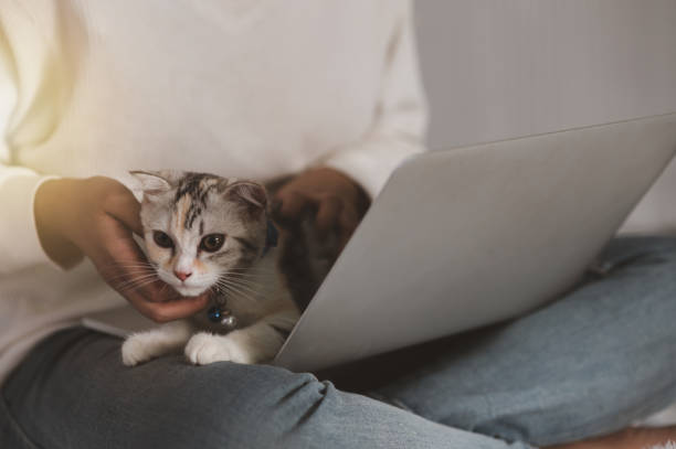 istock Focus on the cat's eyeball playing 1412458248