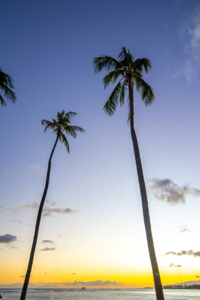 istock Sunset at Waikiki Beach on Oahu Hawaii 1412458401