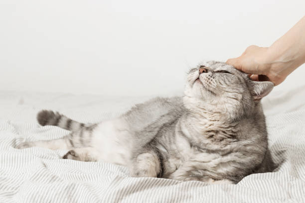 istock Cute cat is relaxing on the bed 1412458757