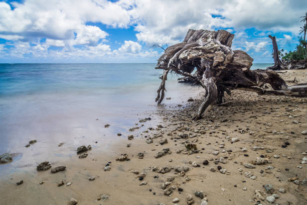 Punaluu Beach Park and driftwood in oahu hawaii