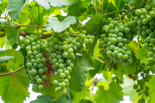 Several bunches of developing green not mature grapes hanging down from a vine