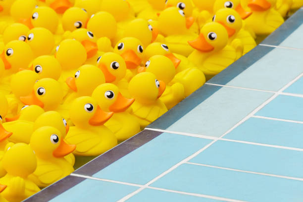 istock yellow toy duck floating in swimming pool 1412459921