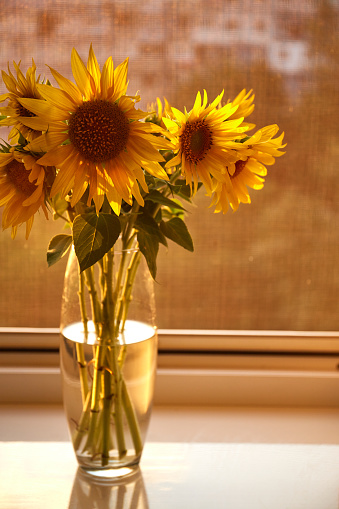 Bunch of sunflowers in vase on windowsill