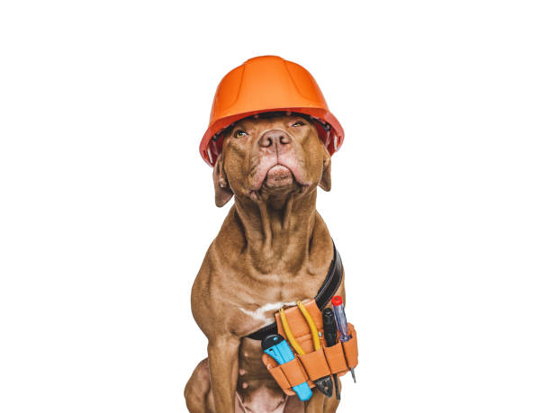 istock Lovable, pretty brown puppy and hand tools 1412463345