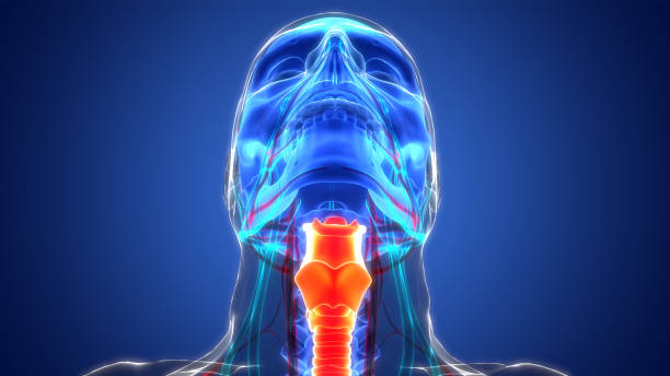 istock Human Respiratory System Larynx and Pharynx Anatomy 1412463574