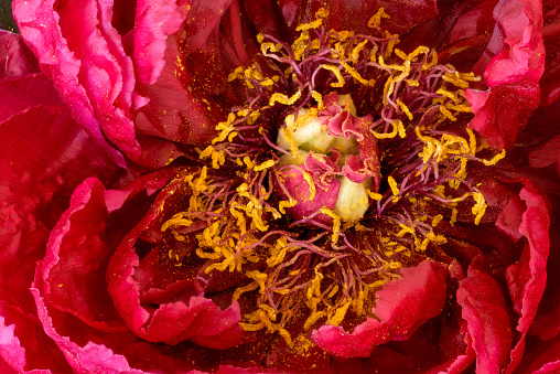 Vibrant red peony blossom heart top view macro in vintage painting style