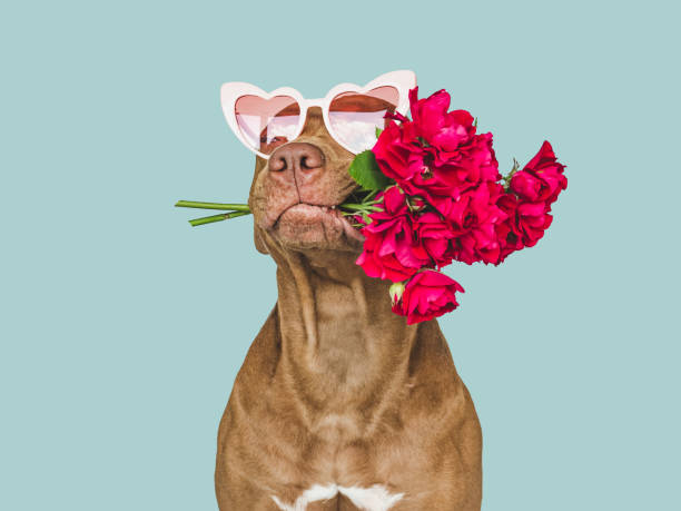 adorable, joli chiot brun et fleurs brillantes - dog rose photos et images de collection