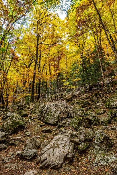 istock Colorful beech fall forest in Ordesa and Monte Perdido NP, Pyrenees, Aragon in Spain 1412466794