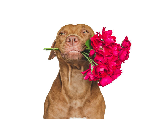 istock Lovable, pretty brown puppy and bright flowers 1412466930