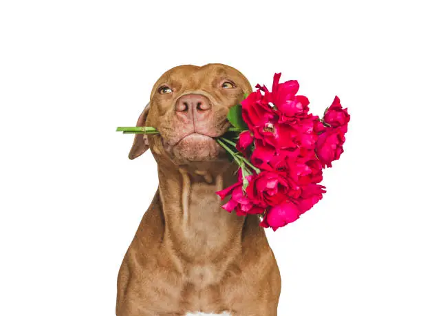 Photo of Lovable, pretty brown puppy and bright flowers