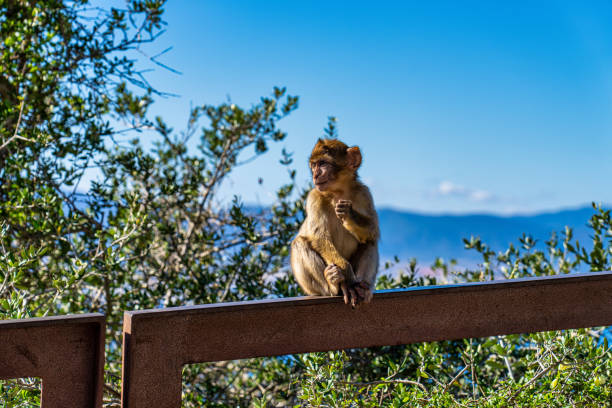 Close up of a wild macaque or Gibraltar monkey, one of the most famous attractions of the British overseas territory.