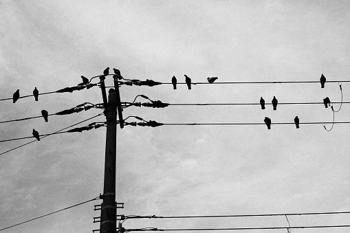 Pigeons perching on power lines