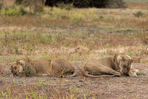 Couple of lions sleeping on the ground in an open area in the wildlife nature reserve in Africa