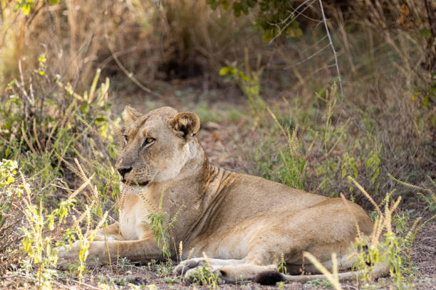 istock Young lion resting on the ground 1412467627