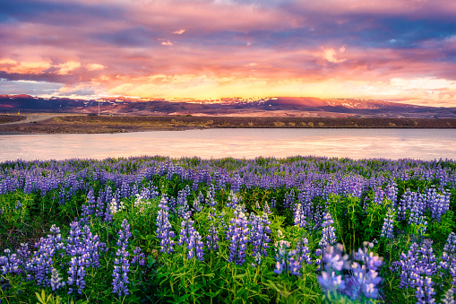 Colorful sunset over purple Lupin wildflower blooming in field by the river on early summer in Iceland