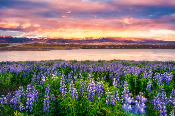 Sunset over purple Lupin wildflower blooming in field by the river on early summer in Iceland stock photo