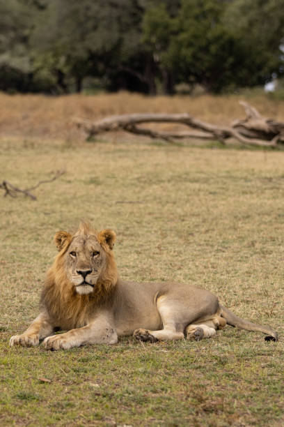 istock Young lion resting on the ground 1412467711