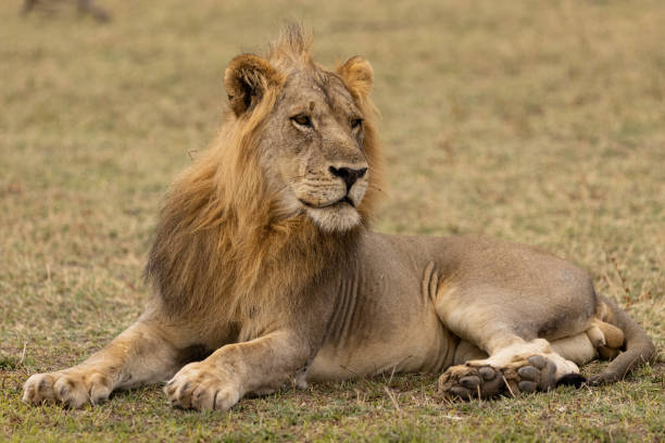 istock Young lion resting on the ground 1412467722