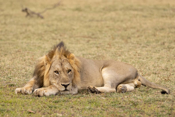 istock Young lion resting on the ground 1412467729