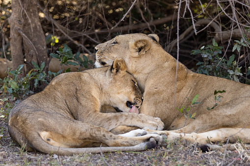 Couple of African lions resting in the shade of a bush, cuddling together in the wildlife nature reserve in Africa