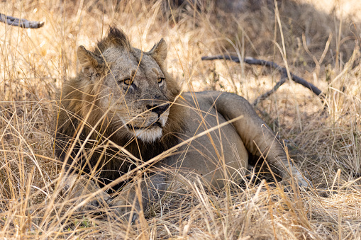 Male lion resting on top of sand dune; Panthera leo; Kalahari desert; South Africa