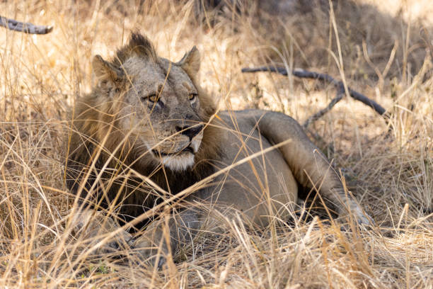 Young lion resting on the ground stock photo