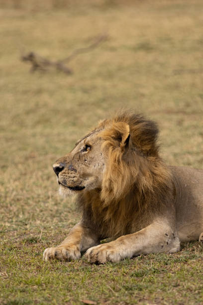 istock Young lion resting on the ground 1412468317