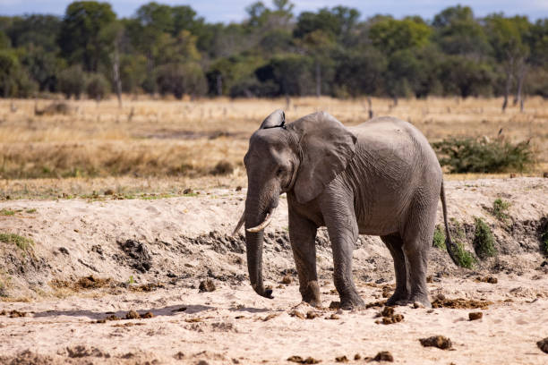 istock Wild African elephant in its natural habitat 1412468535