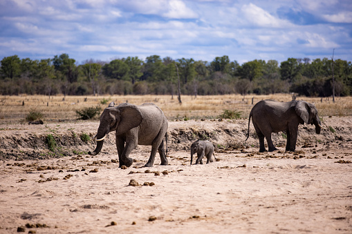 A family of wild African elephants in their natural habitat, walking over dry open field with a small elephant calf