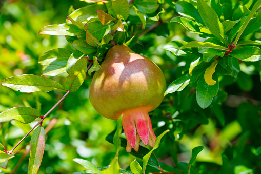 Pomegranate fruit close-up unripe ripening on tree among green leaves.