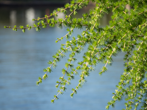 larch branches with green needles in spring against the background of water