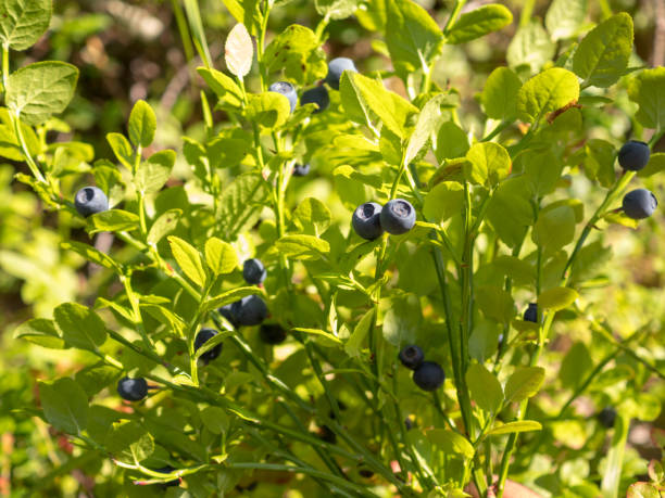 istock blueberry bush in the forest 1412469070