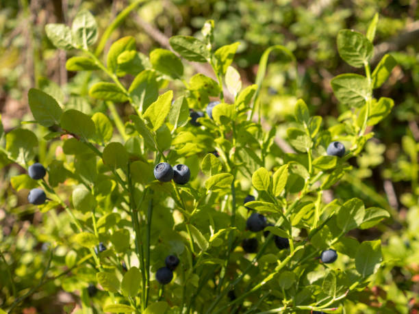 istock blueberry bush with ripe berries 1412469071