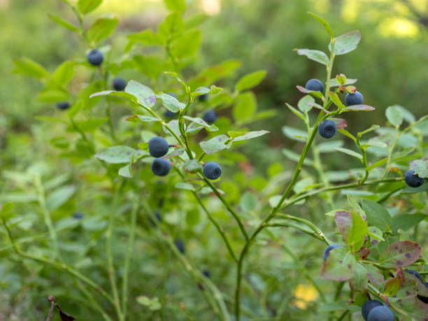 istock blueberry bush close up 1412469083