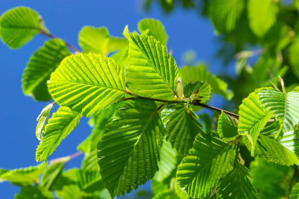 junge grüne neue ulmenblätter auf einem ast vor einem blauen himmel - ulme stock-fotos und bilder