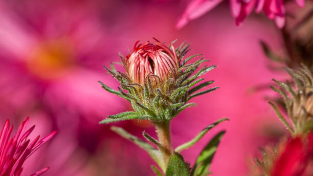 A New England Button Aster about to bloom in a garden in summer.