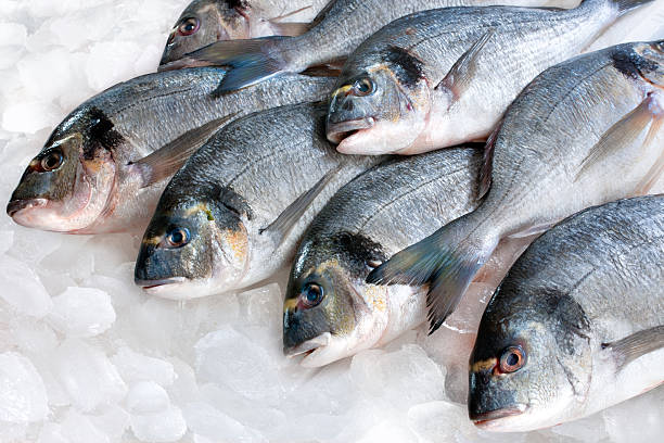 gilthead (sparus aurata) auf eis - fish seafood catch of fish raw stock-fotos und bilder