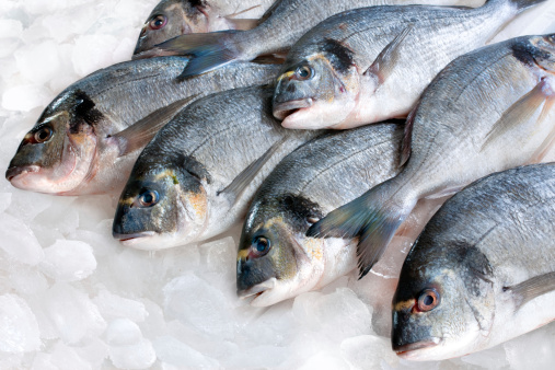 Gilthead (Sparus aurata) on ice at the seafood booth