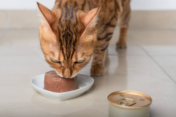 istock Bengal cat eats its food in the form of pate. 1412471793