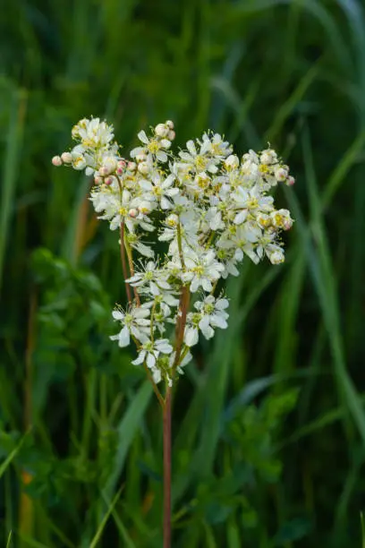 Dropwort, Filipendula vulgaris, also known as Fern-leaf Dropwort. A wild flower found in dry pastures across Europe.