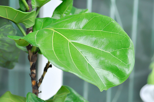 Ficus lyrata Warb, Moraceae or Ficus lyrata or fiddle fig or green leaf