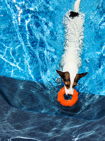 Point of view shot of a fit Jack Russell Terrier dog swimming while carrying a bright orange toy in mouth in a backyard swimming pool.