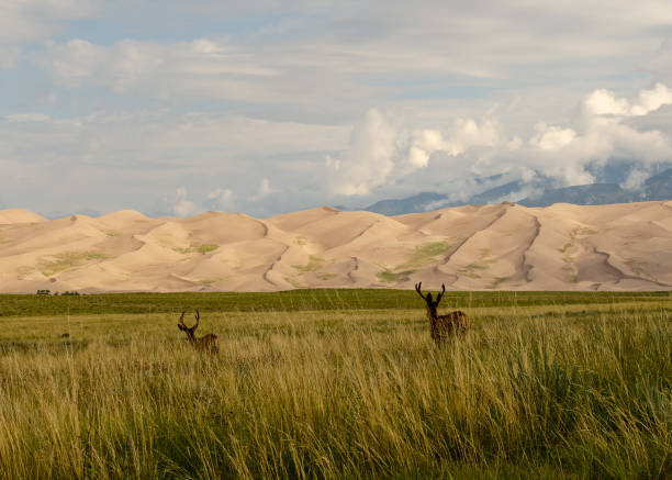 istock Scenic Great Sand Dunes National Park 1412474080