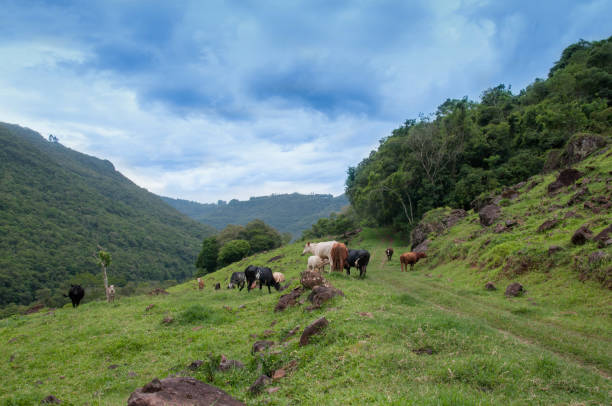 istock Group of cows grazing in mountains 1412474939